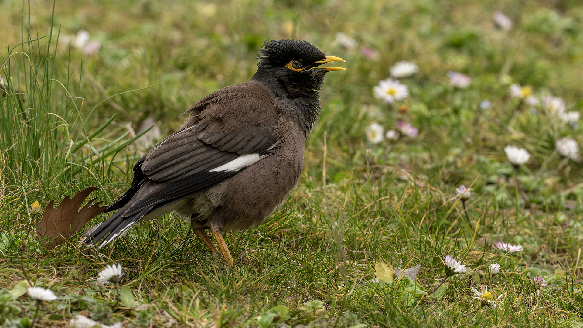 Common Myna